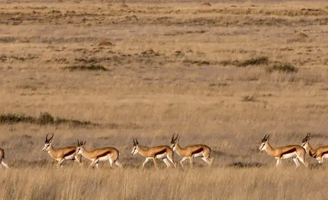 Springboks 6573533 1280