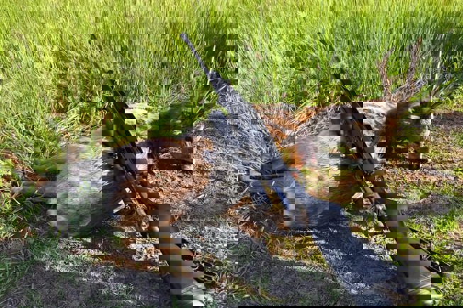 200499703 333908444841769 2556308284963052466 N