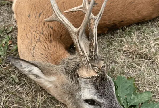 8CC7566D 67B0 4DB1 869B FB4DE42027E2