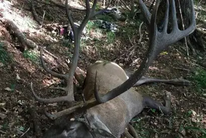 Karpater Kronhjort 3