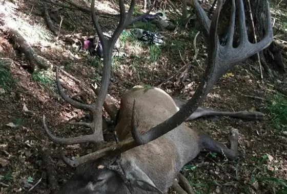 Karpater Kronhjort 3