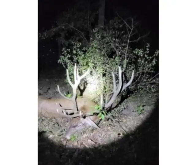 Kronhjort, Salonta (2)