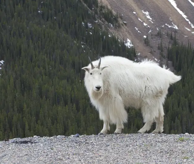 Skærmbillede 2024 07 03 121415