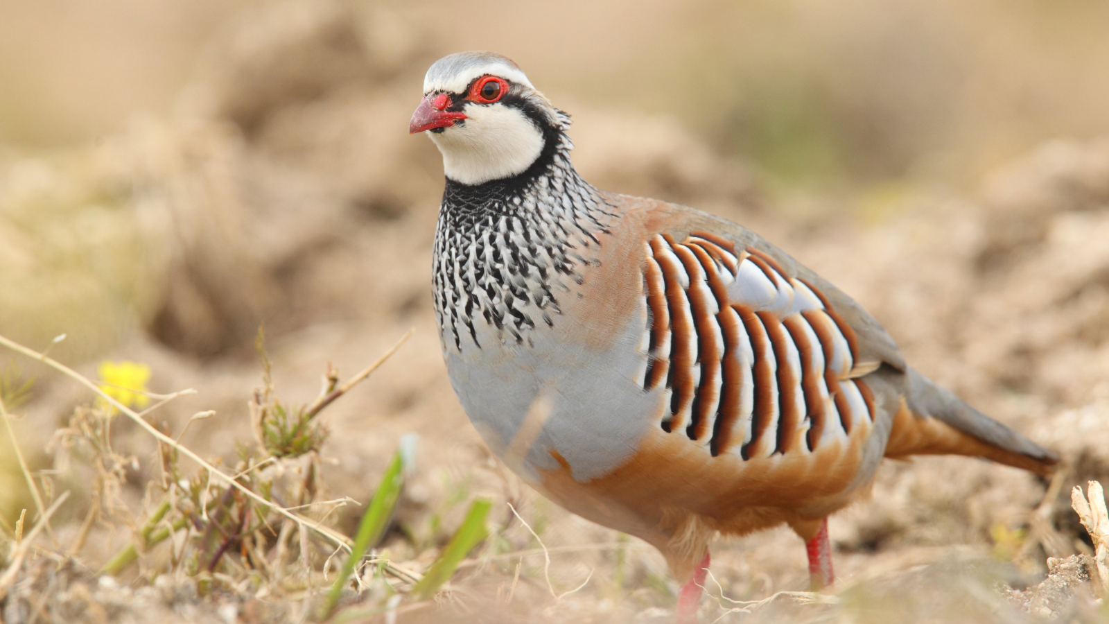 Oplev luksuriøs jagt på de hurtige partridge i Spanien