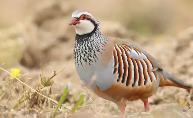 Partridge