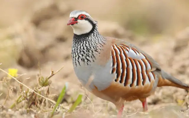 Oplev luksuriøs jagt på de hurtige partridge i Spanien