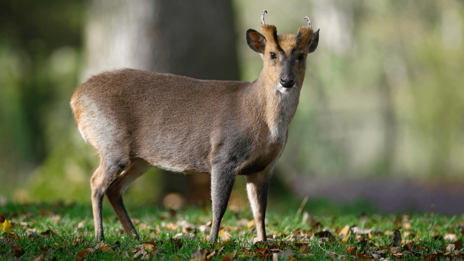 Hjemmeside Og PDF Format 169 (4) Min