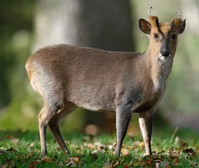 Hjemmeside Og PDF Format 169 (4) Min