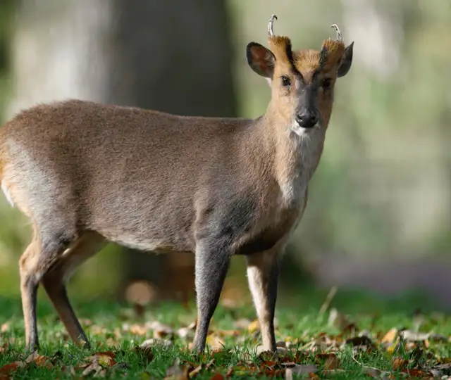 Hjemmeside Og PDF Format 169 (4) Min