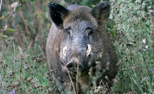 Vildsvin