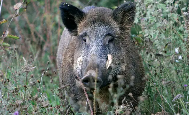 Vildsvin
