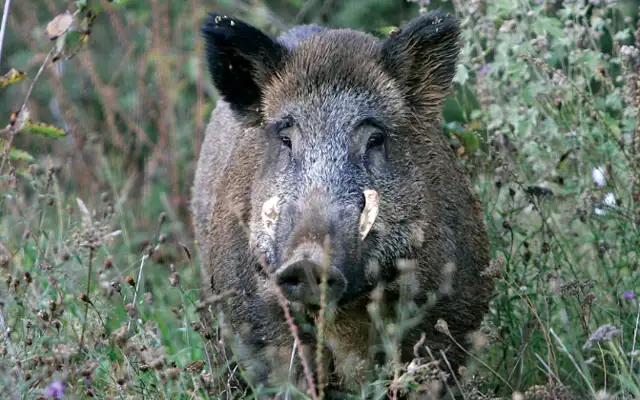Vildsvin