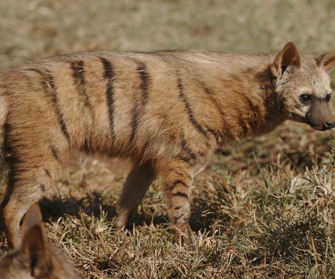 Kopi Af Hjemmeside Og PDF Format 169 (1) Min (1)