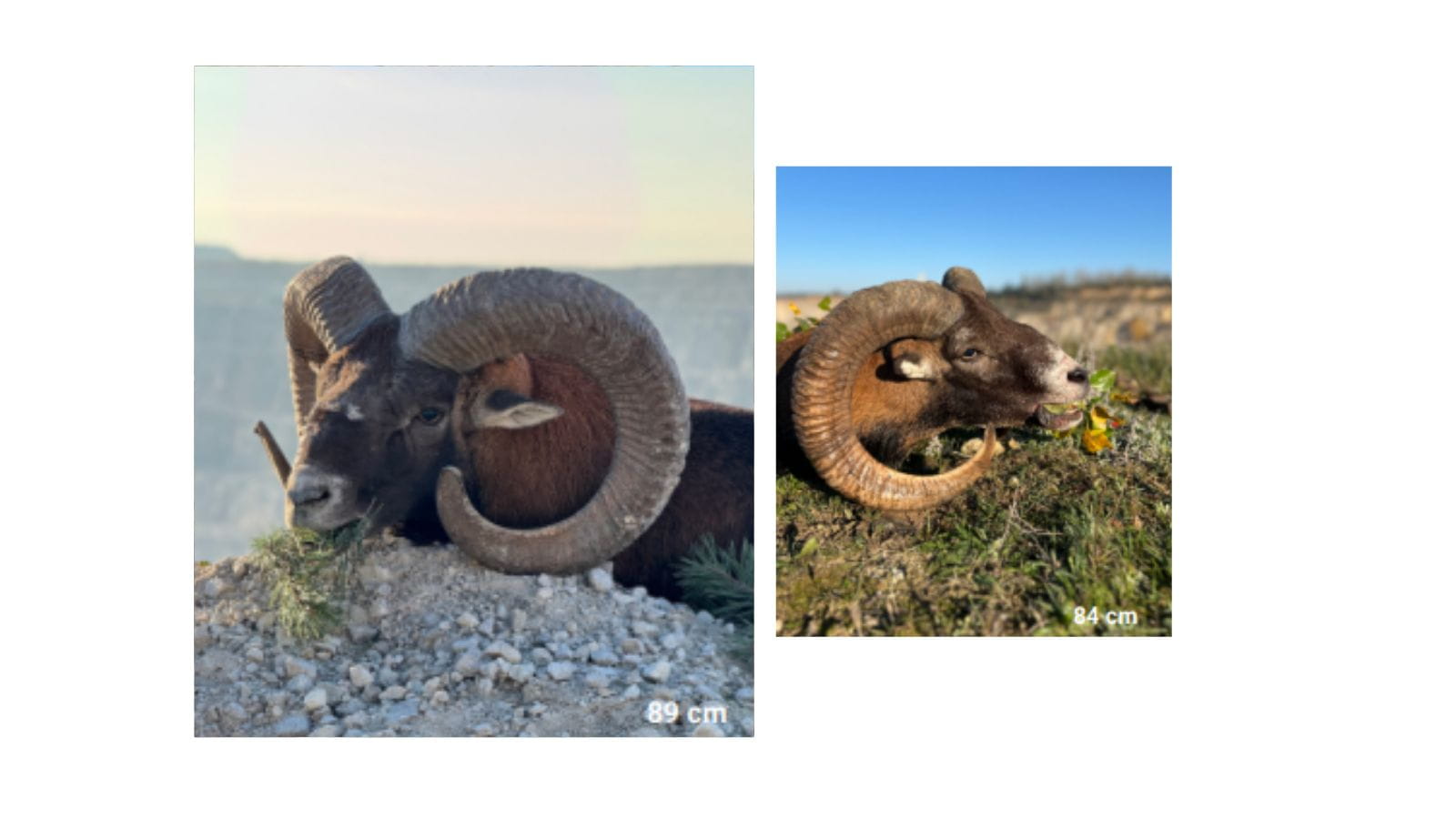 Kopi Af Hjemmeside Og PDF Format 169 (26)