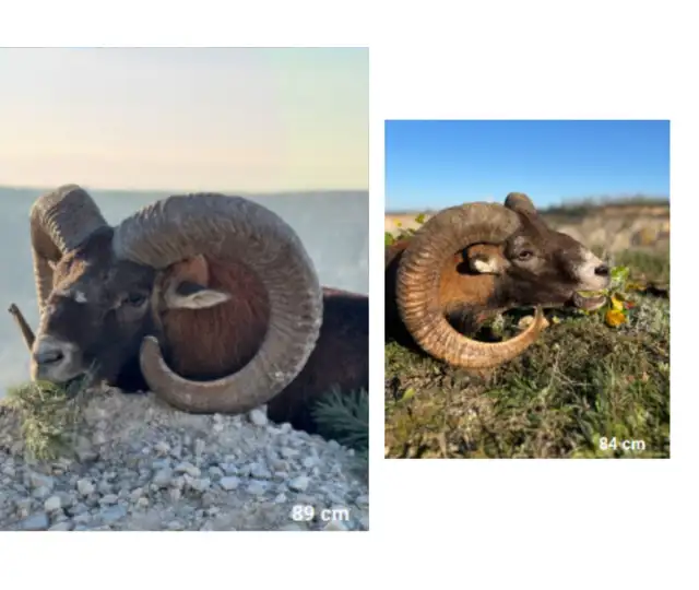 Kopi Af Hjemmeside Og PDF Format 169 (26)