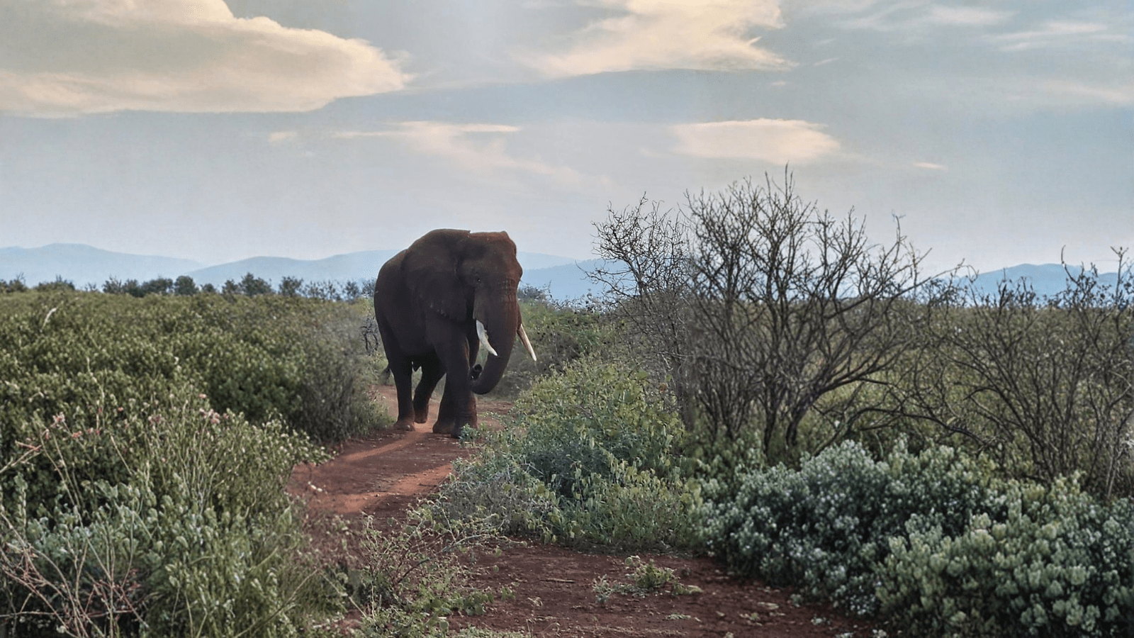 Hjemmeside Og PDF Format 169 (6) Min