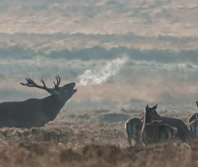 Skærmbillede 2022 07 19 Kl. 08.46.39