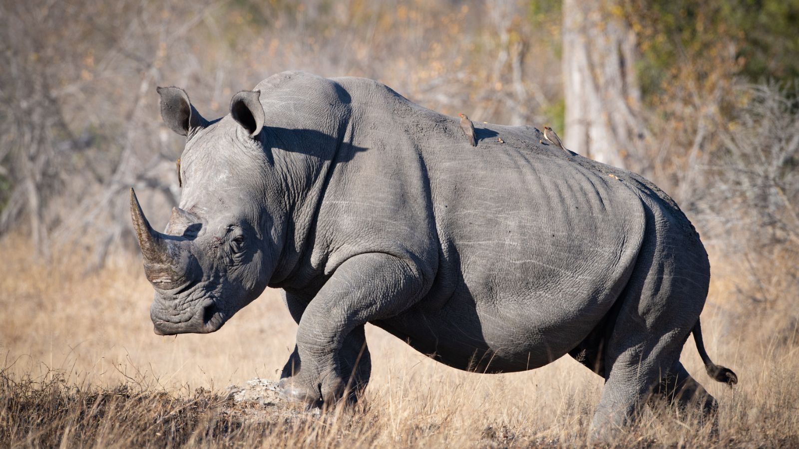 Rhino Social Media1638608511008