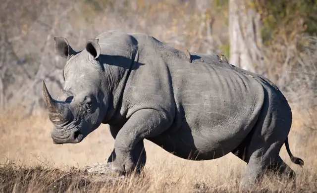 Rhino Social Media1638608511008