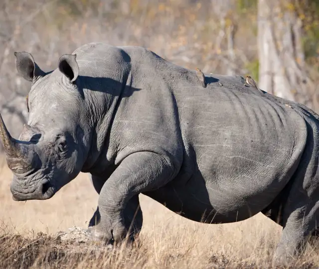 Rhino Social Media1638608511008