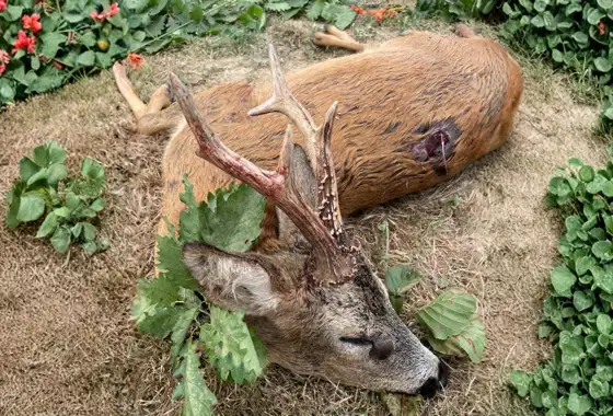 668A780B 80B1 42AF B5A9 FAF2E16A695A