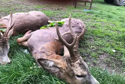 200499496 1468761066812563 1578164739271911510 N