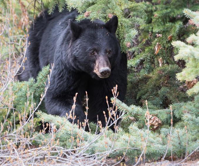 Skærmbillede 2024 07 03 131542