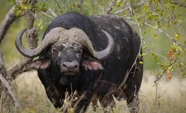 Buffalo 1 Print1638700914169