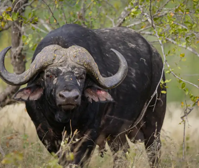 Buffalo 1 Print1638700914169