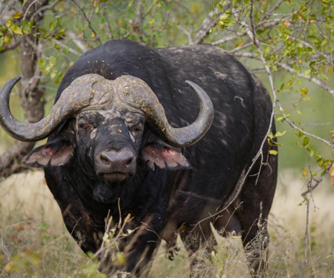 Buffalo 1 Print1638700914169