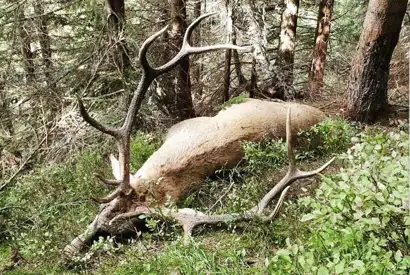 Karpater Kronhjort 4