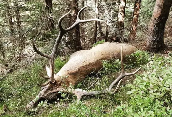 Karpater Kronhjort 4