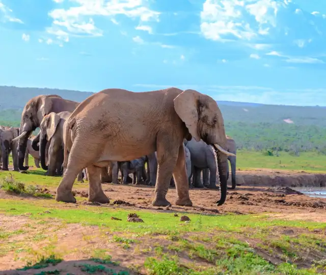 Kopi Af Hjemmeside Og PDF Format 169 (7) (1)