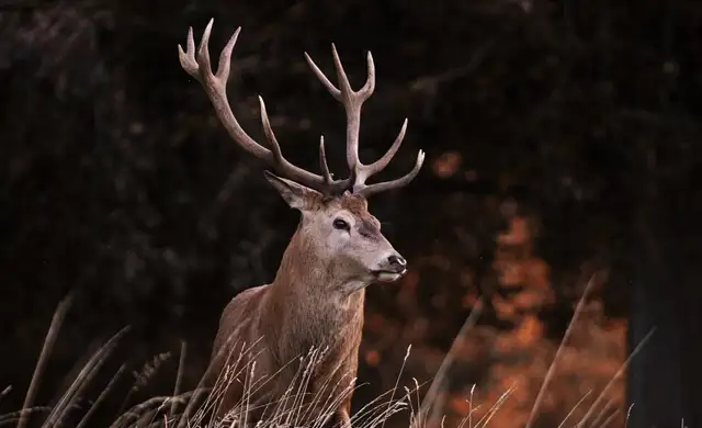 Red Deer 4551678 1280