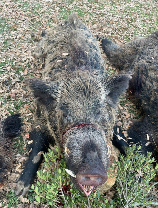 Skærmbillede 2024 09 25 135232