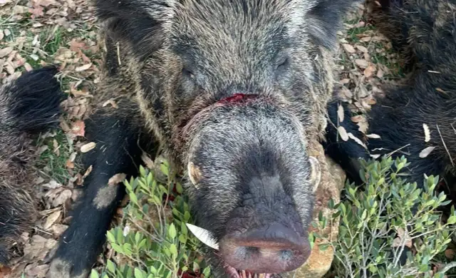 Skærmbillede 2024 09 25 135232