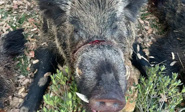 Skærmbillede 2024 09 25 135232