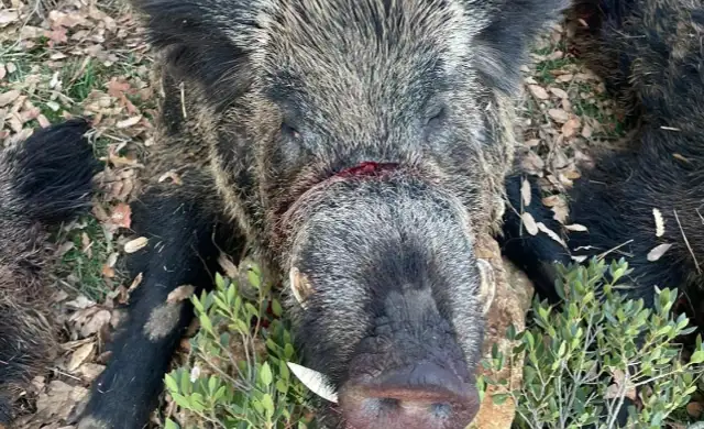 Skærmbillede 2024 09 25 135232