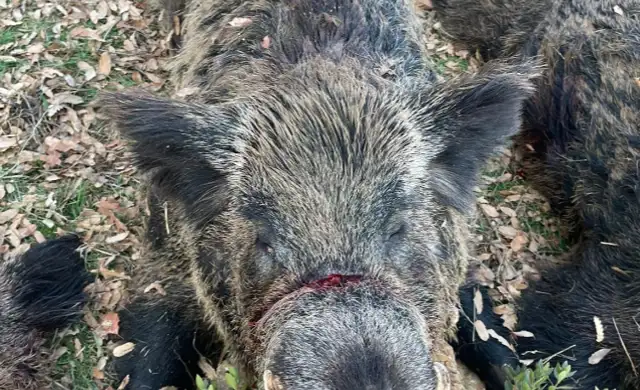 Skærmbillede 2024 09 25 135232