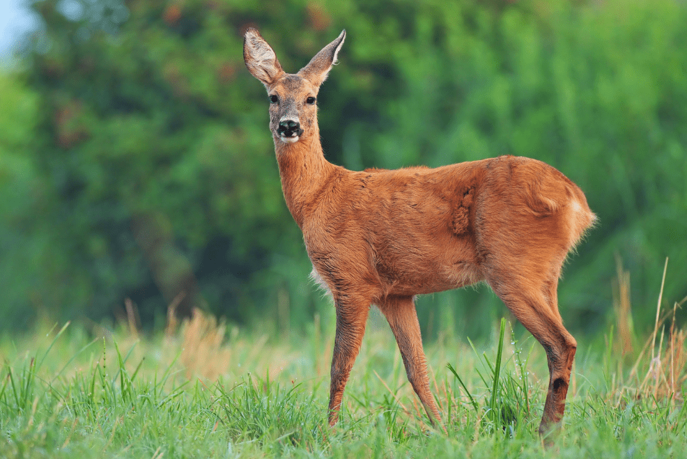 Skærmbillede 2024 10 29 143950 Min