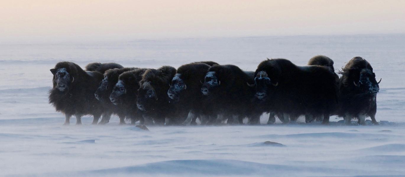 20121031 Muskox Ring