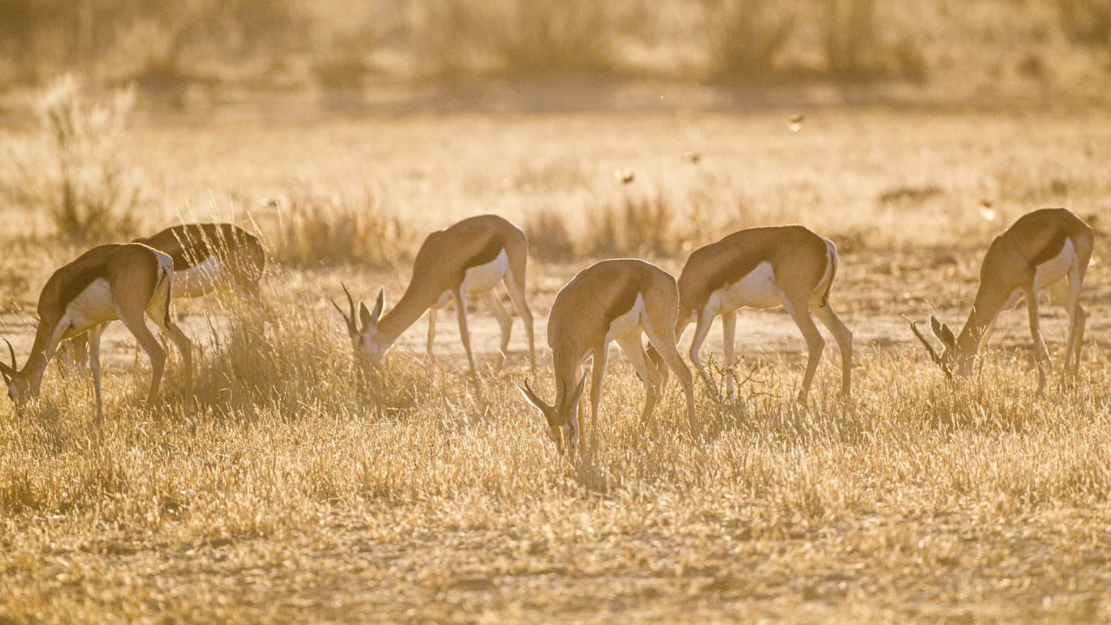 Kopi Af Hjemmeside Og Pdf Format 169 22 1