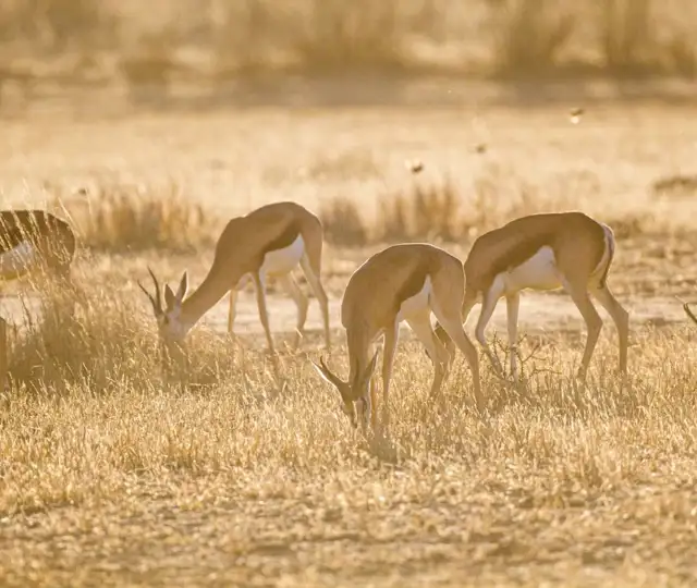 Kopi Af Hjemmeside Og Pdf Format 169 22 1