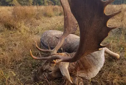 8A9b8bdb 2C5a 4F72 831D 3D2adfa92430