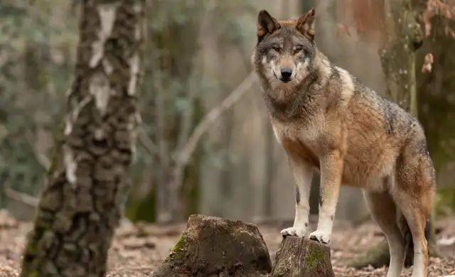 Kopi Af Hjemmeside Og PDF Format 169