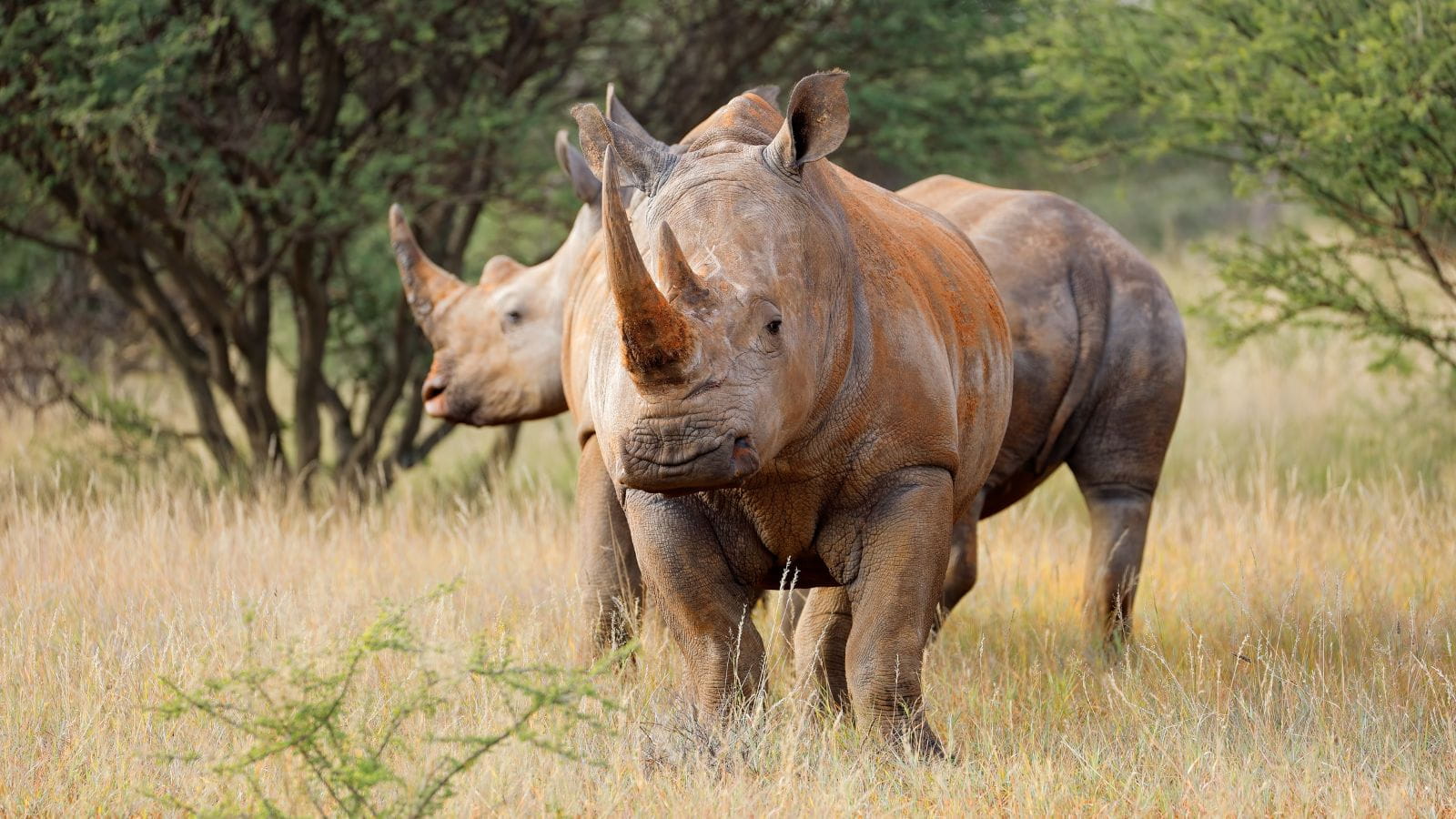 Kopi Af Hjemmeside Og PDF Format 169 (10) (1)