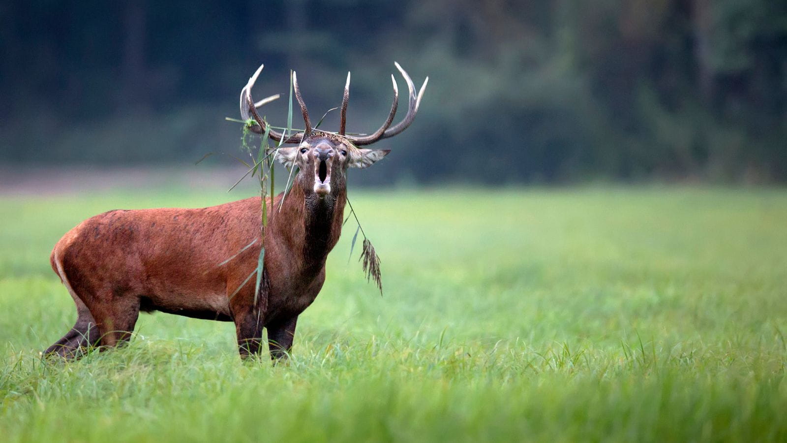 Kopi Af Hjemmeside Og PDF Format 169 (2) (1)