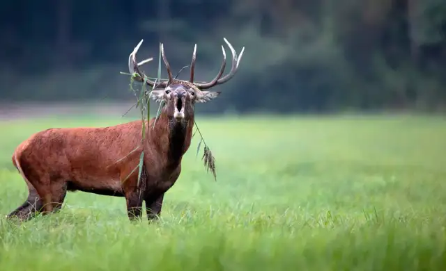 Kopi Af Hjemmeside Og PDF Format 169 (2) (1)