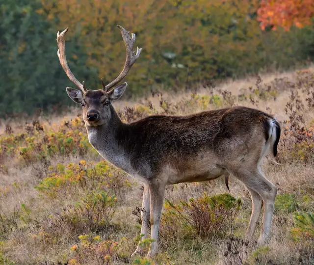 Fallow Deer 1765196 1280