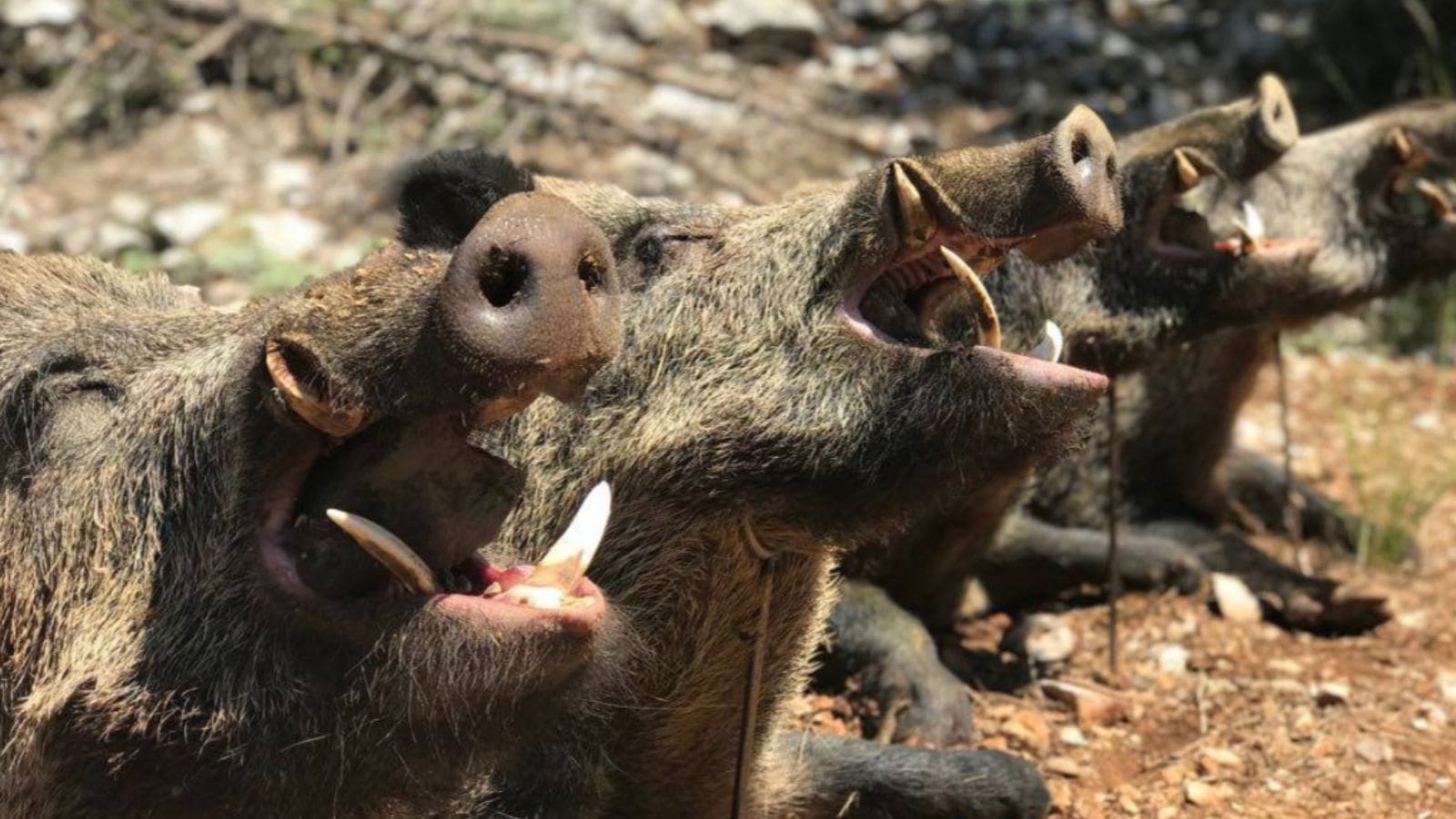 Skærmbillede 2024 09 25 133136